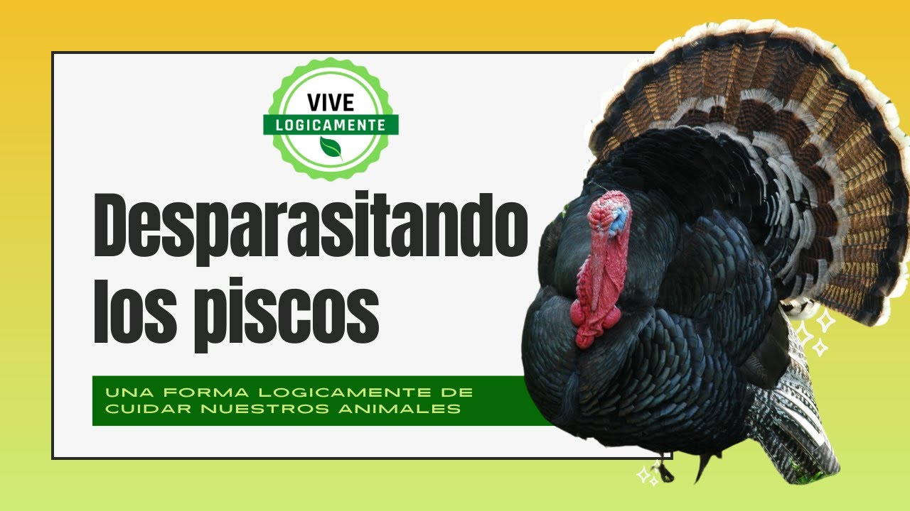 Cuidado de pavos reales 2023 "EL SECRETO" #vivelogicamente