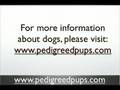 crate training a dog, puppy crate training