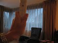Wii - Wiindow Curtain Control