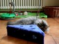 gatti,norvegesi delle foreste,cuccioli