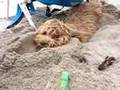 Cockapoo