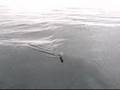 Trolling Salmon Vättern