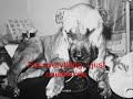 Ban Ignorance, Not Pitbulls