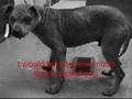Ban Ignorance, Not Pitbulls