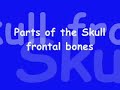 Parts-of-the-Skull