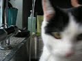 cat taking a shower nr1