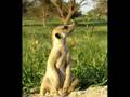 Meerkat Manor - Nikita & the Commandos!