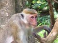 Monkeys of Sri Lanka View Video