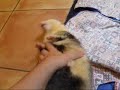hiccups calin