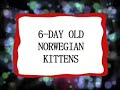 Ultra Kawaii!!! Kittens, Corgis, Hedgehogs!