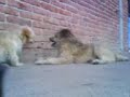 dogtender.html