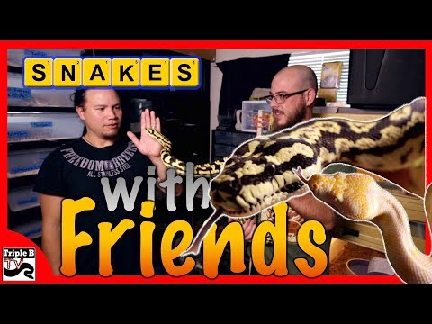 YouTube reptile video