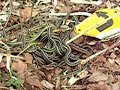 Garter Snake Breeding Ball
