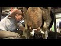 How to Care for Cows - Lehmien hoitaminen