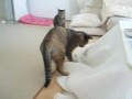 091202-【猫ムービー】パパちゃんと遊んだにゃ！