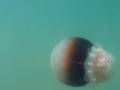 Cannonball-Jellyfish
