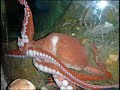 Seattle Aquarium\