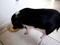 WATCH A PET PIG EAT AND DRINK AT THE SAME TIME! WATCH A PET PIG EAT AND DRINK AT THE SAME TIME!