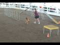 Hudson AKC Excellent Std-1/4/09
