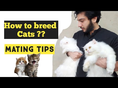 Cat Mating Tips | How to breed Cats | Why Cat Refuses to breed