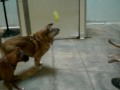 videos de Big Sir playing ball at TDH