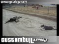 Dog Training Pit Bull Oz - Loaded Gun
