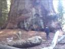 videos de german Kid vs. Redwood Tree!