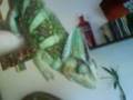 videos de Yoshi! the veiled chameleon!