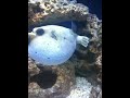 Dogface puffer