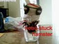 horses ass maskot