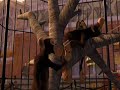 Madagaskar Wyginam ?mia?o cia?o Madagaskar Wyginam ?mia?o cia?o