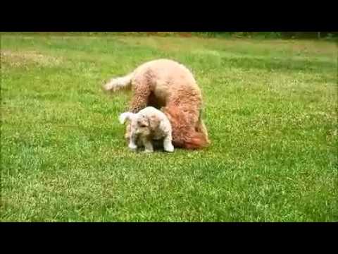 Carey male creme and apricot Labradoodle