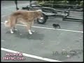 unfug und gerede sowie lustige tiere...