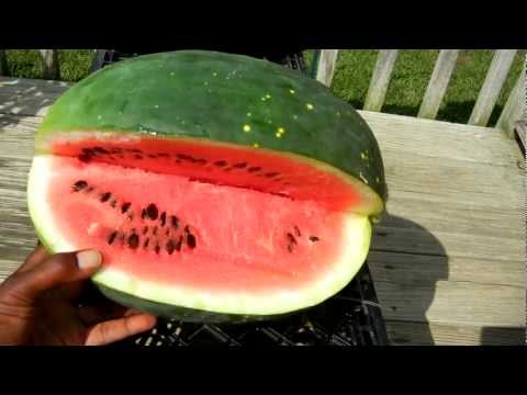 how to harvest watermelon seeds
