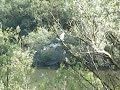 Spoonbills interacting