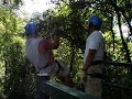 gorilla and dominator zipline