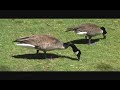 Canada Goose (1)