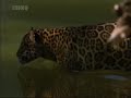 Аргентина, Водопады Игуасу (BBC Natural World)