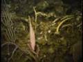 Night Dive Cuba