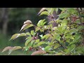 Sanyo Xacti VPC-HD1000 movie: Saturday morning, rainy day