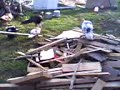 Toledo GROWs Turkeys @ Oneida Greenhouse