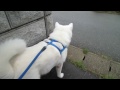 秋田犬レディのウンチは見て見ぬフリをする【akita dog】 秋田犬