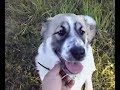 Kangal, Bull boxer and Middle asian ovtcharka