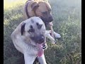 Kangal, Bull boxer and Middle asian ovtcharka