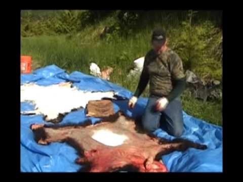 how to skin a bear for a rug