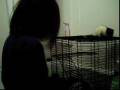 videos de The rats bath and play time!!!