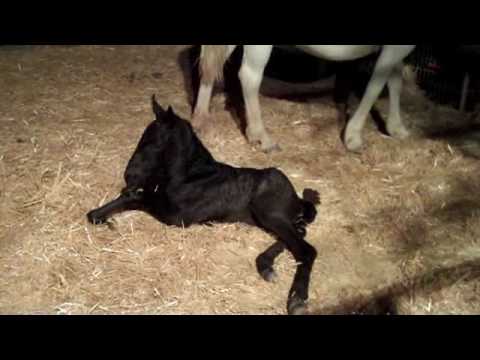 lipizzaner