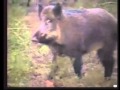 DNR orders feral swine killed