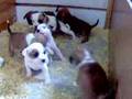 Bull Terrier Inglés video