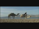 Camels in the desert from National Geographic